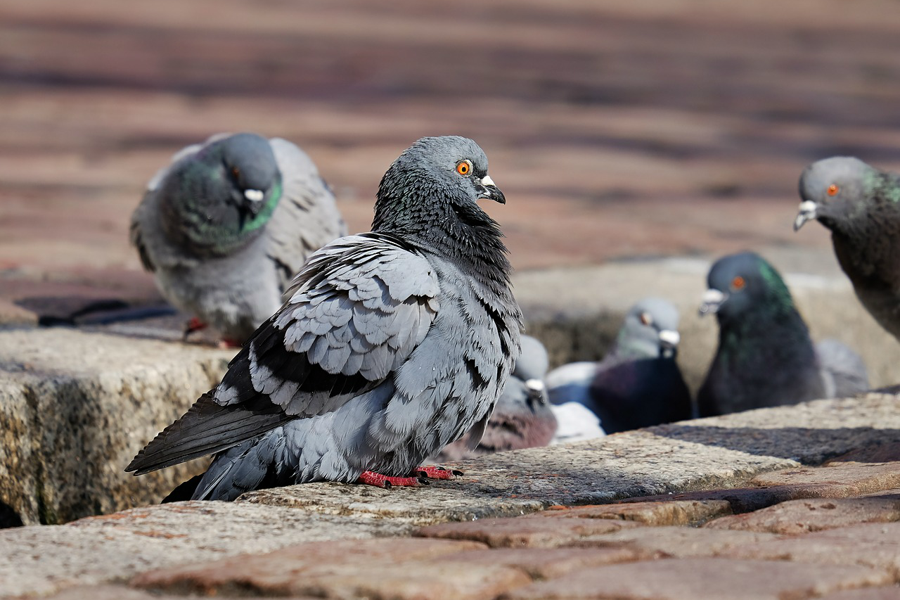 Podemos Getafe pide ajustar el servicio de control de aves urbanas a la ley
