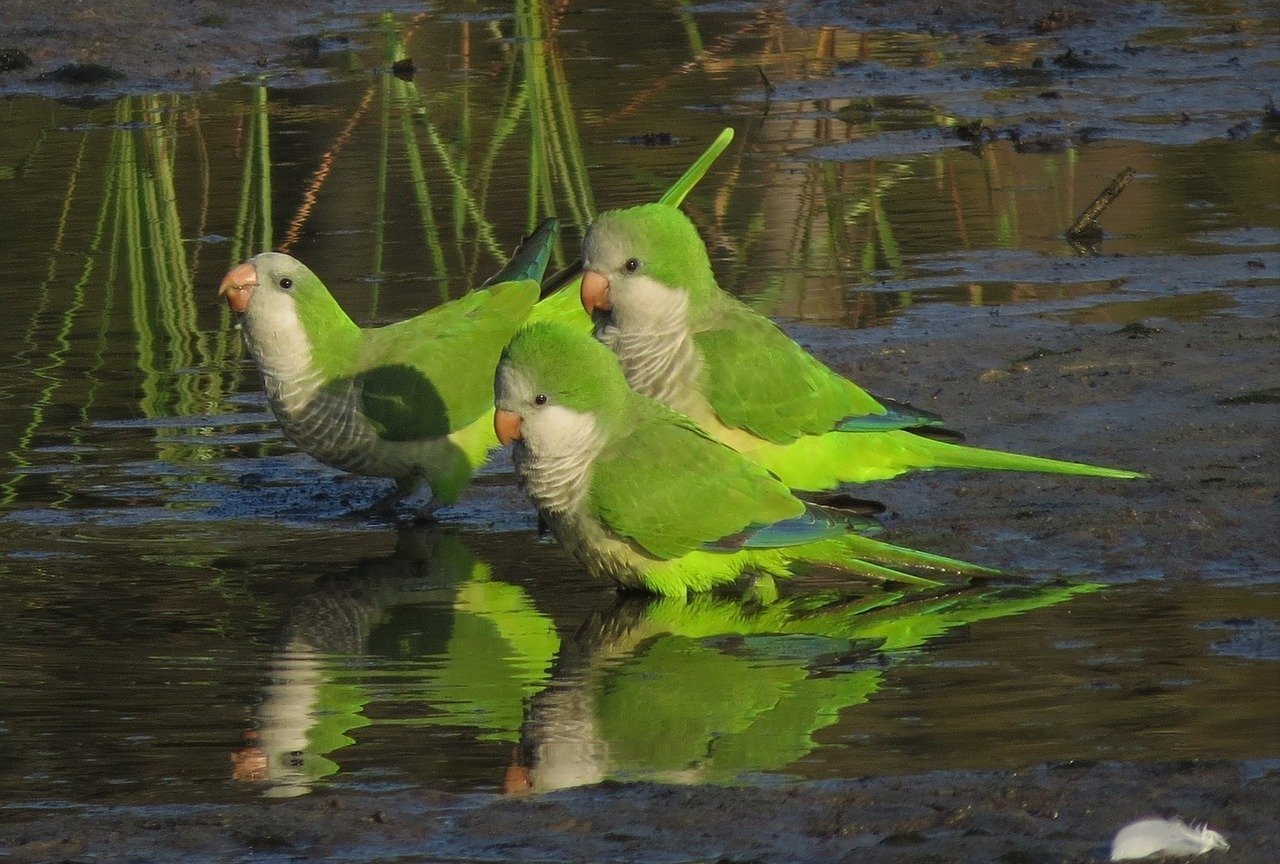 Podemos Getafe propondrá al Pleno retirar el servicio de control de palomas y otras aves exóticas