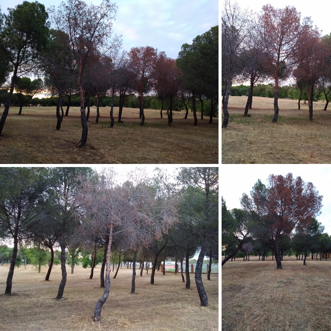 Podemos Getafe pide medidas urgentes para salvar un pinar del Parque de la Alhóndiga Sector III